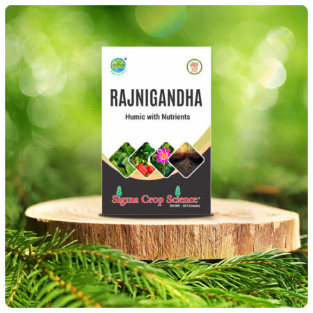 Rajnigandha